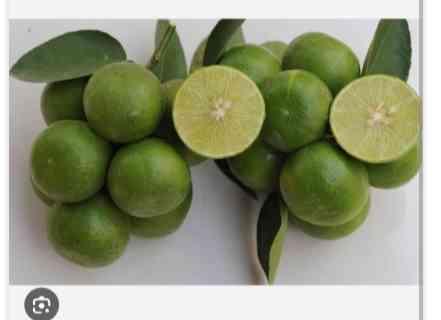 ក្រូចឆ្មារ