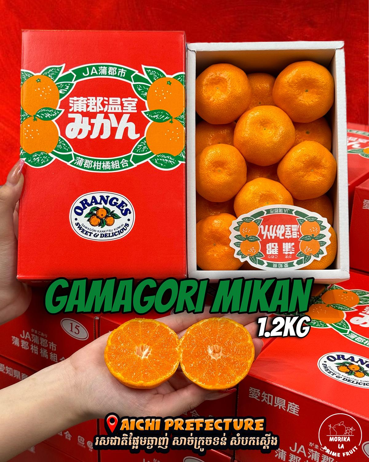 Japan Gamagori Mikan  1.2kg 🍊🇯🇵✨
