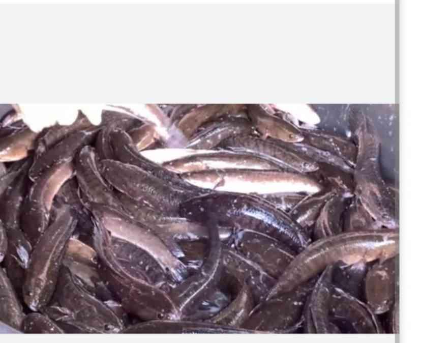 ត្រីរ៉ស់
