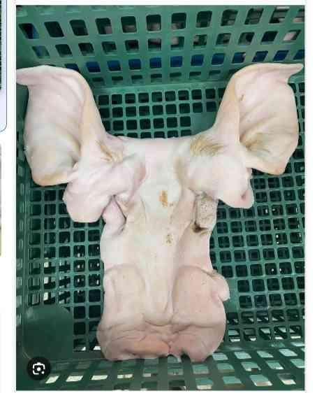 ក្បាលជ្រូកភ្លាស់រួច