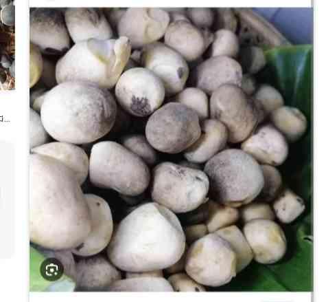 ផ្សិតចំបើង
