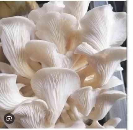 ផ្សិតធម្មជាតិ