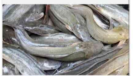 ត្រីអណ្ដែង