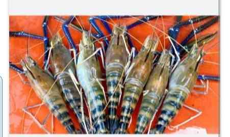បង្កង